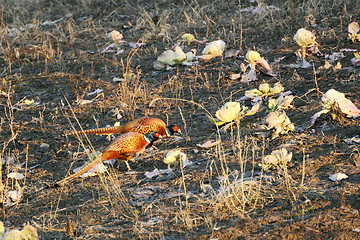 Image showing two male pheasants