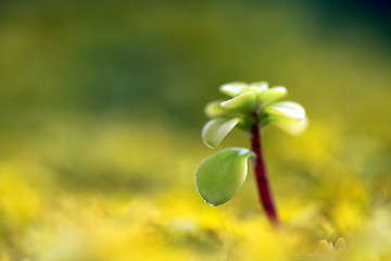 Image showing yellow sedum