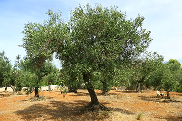 Image showing Olive tree on red soil