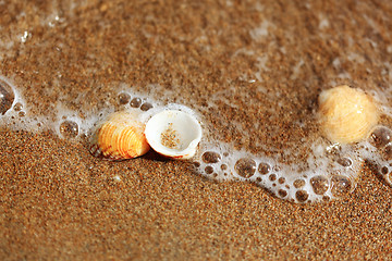 Image showing Sea shells on the sand beach