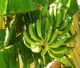 Image showing Green bananas on the tree