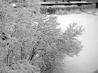 Image showing Snow covered tree in backyard