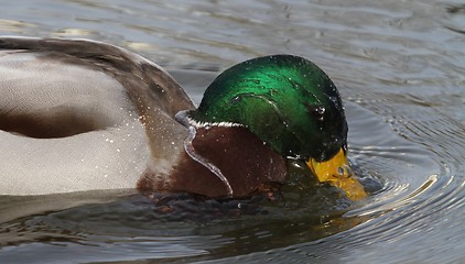 Image showing Male mallard washing