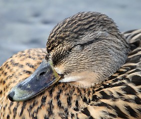 Image showing Female mallard sleeping
