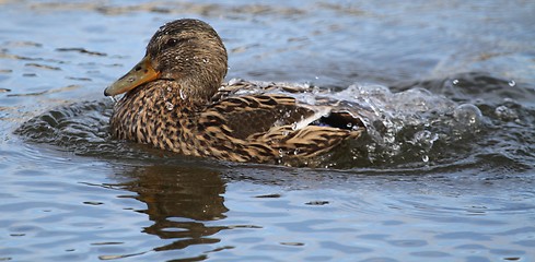 Image showing Female mallard washing