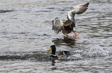 Image showing Male mallards in spring