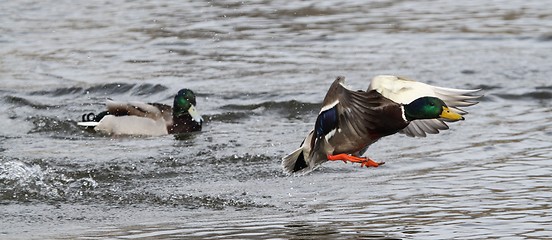 Image showing Male mallards in spring