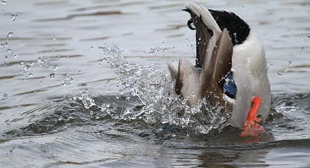 Image showing Male mallard washing