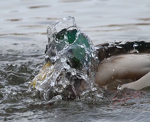 Image showing Male mallard washing