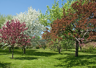 Image showing Beautiful spring trees in bloom