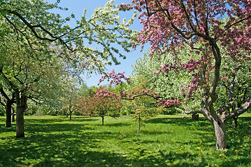 Image showing Blooming trees on a green lawn