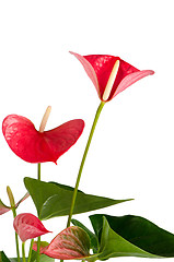 Image showing Beautiful Anthedesia anthurium