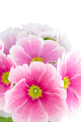 Image showing Closeup of pink primrose flowers