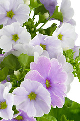 Image showing Beautiful purple primrose flowers