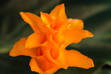 Image showing Eternal flame flower (calathea crocata)