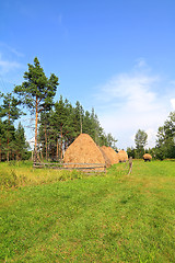 Image showing stack hay near pine wood