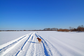 Image showing redhead dog on snow road