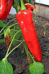 Image showing red pepper in vegetable hothouse