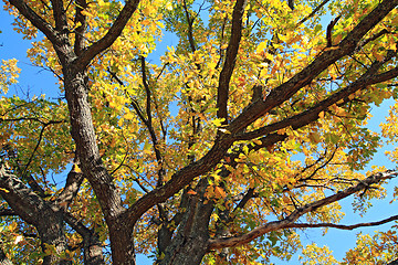 Image showing yellow branch of the oak