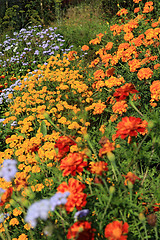 Image showing summer flowerses in town garden