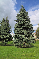 Image showing big green fir tree in town park