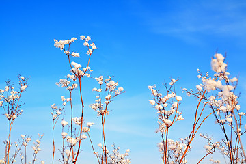 Image showing bushes in snow on blue background