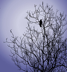 Image showing bird on tree on background winter sky 