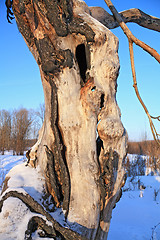 Image showing old dry tree in wood