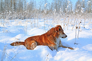 Image showing redhead dog on white snow