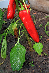 Image showing red pepper on branch in hothouse 