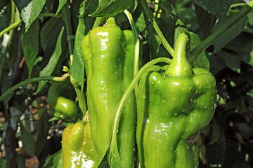 Image showing green pepper on branch in hothouse 