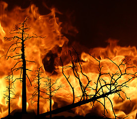 Image showing fire in wood