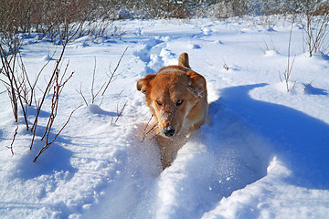 Image showing redhead dog in deep snow