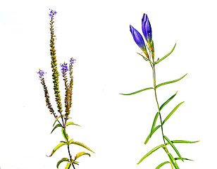 Image showing blue field flower