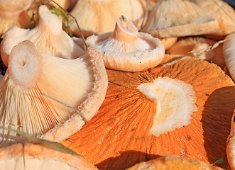 Image showing mushrooms