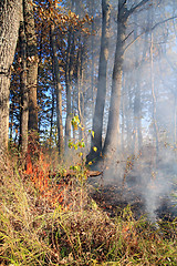 Image showing fire in wood 