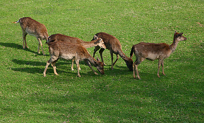 Image showing herd of a deers