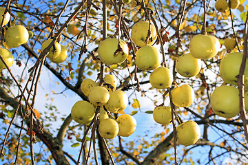 Image showing apple on branch of the aple trees