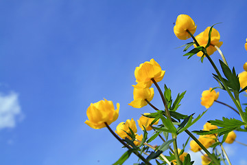 Image showing yellow flowerses on background blue sky 