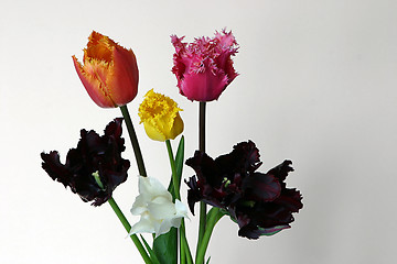 Image showing tulips