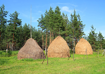 Image showing stack hay near pine wood