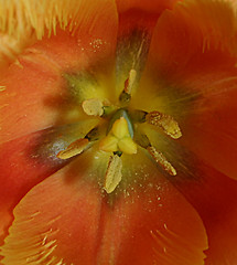 Image showing heart of a flower