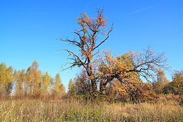 Image showing old oak on autumn field