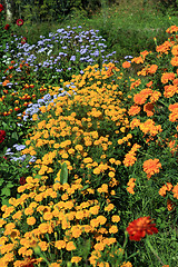 Image showing summer flowerses in town garden