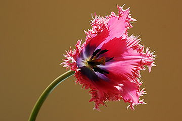 Image showing tulip