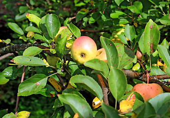 Image showing apple on branch in autumn garden