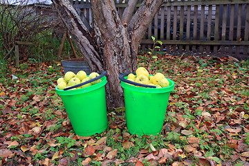 Image showing apple in pail in autumn garden