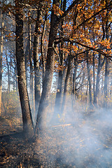 Image showing fire in wood 