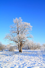 Image showing snow oak on winter field