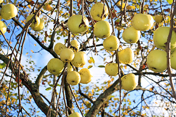 Image showing apple on branch of the aple trees